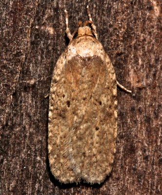 0868, Agonopterix nigrinotella