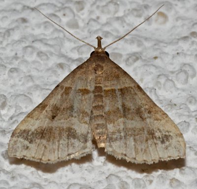 8338, Phalaenophana pyramusalis, Dark-banded Owlet 
