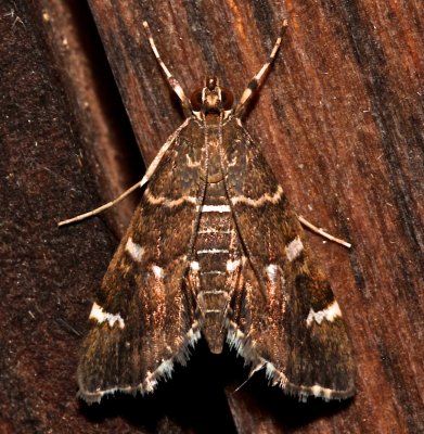 5169, Hymenia perspectalis, Spotted Beet Webworm