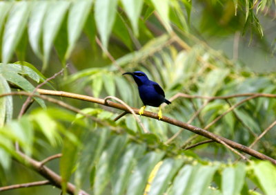 Purple Honeycreeper - Asa Wright Nature Centre