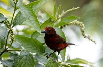 Silver-beaked Tanager (M) - Asa Wright Nature Centre