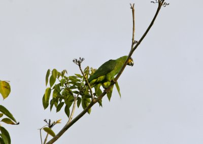 Orange-winged Parrot - Tobago Main Ridge Forest Reserve