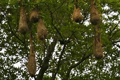 Crested Oropendola Colony - Tobago Main Ridge Forest Reserve