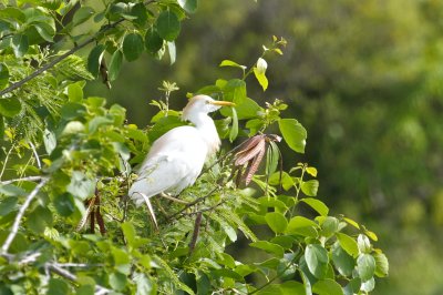 Cattle Egret - Tobago Plantations