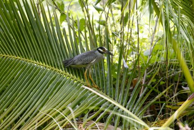 Yellow-crowned Night Heron - Bon Accord