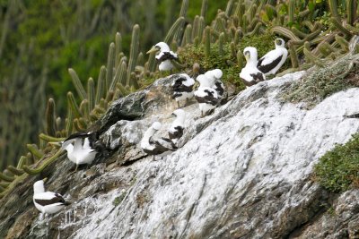 Masked Booby Colony - St. Giles Islands