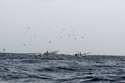 Seabirds and Humans Fishing - St. Giles Islands