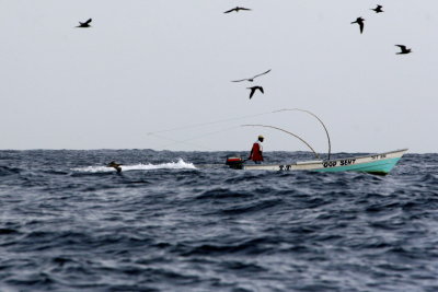 Seabirds and Humans Fishing - St. Giles Islands