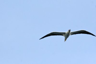 Brown Booby - St. Giles Islands