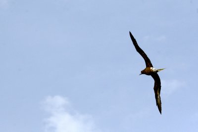 Brown Booby - St. Giles Islands