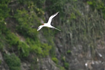Red-billed Tropicbird - Little Tobago Island
