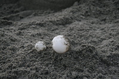 Leatherback eggs detail