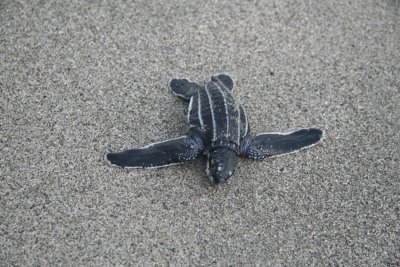 Dead hatchling - About 1 in a 1,000 survives to adulthood