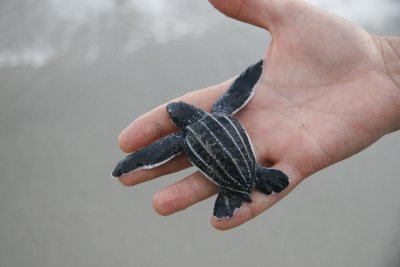 Hatchling size comparison