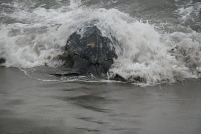 Return to sea (4 of 5)