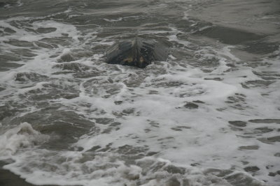 Return to sea (5 of 5)