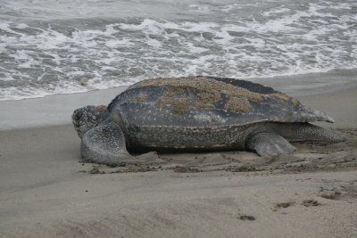 Another return to the Caribbean (2 of 4)