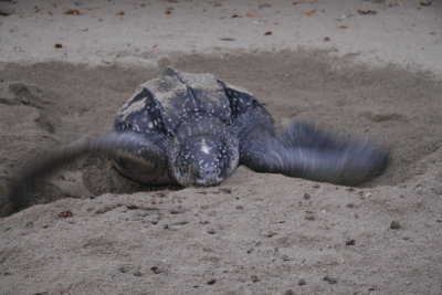 ...through the thick sand!