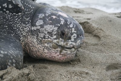 Turtles enter a trance when laying eggs