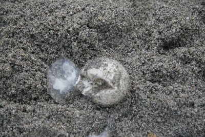 Broken egg with embryo