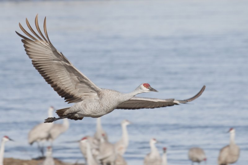 Sandhill Crane 003