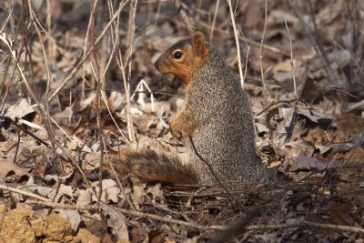 Red Squirrel 001