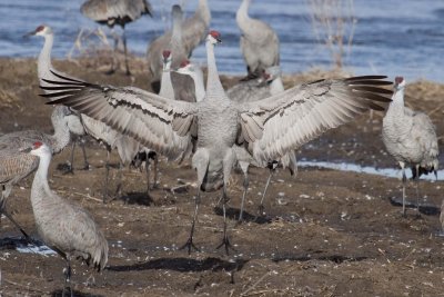 Sandhill Crane 001