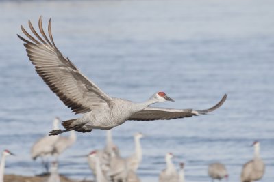 Sandhill Crane 003
