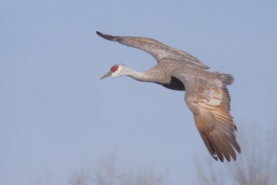 Sandhill Crane 004
