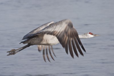 Sandhill Crane 005
