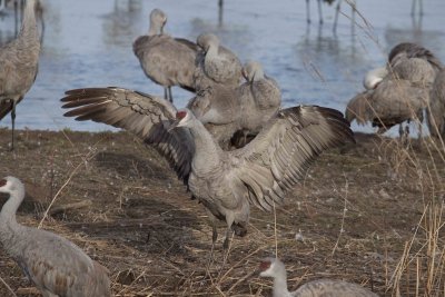 Sandhill Crane 007