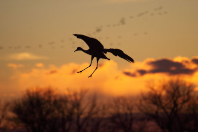 Sandhill Crane 008