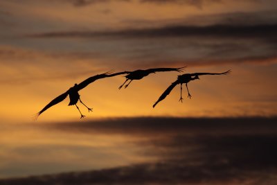 Sandhill Crane 009