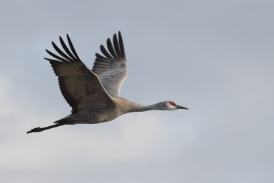 Sandhill Crane 013