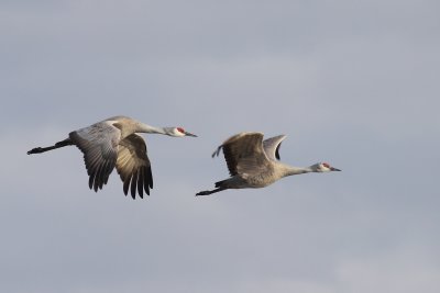 Sandhill Cranes