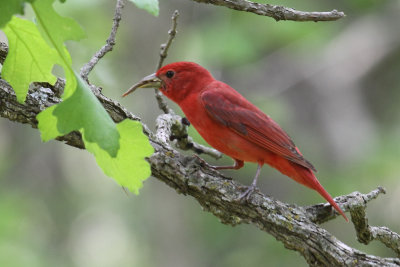 M. Summer Tanager 001