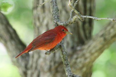M. Summer Tanager 002