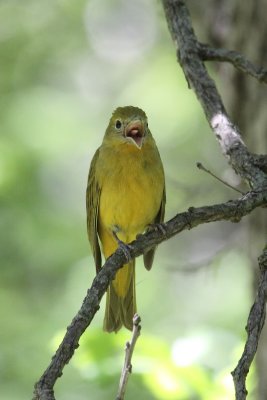 F. Summer Tanager 001