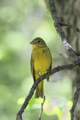 F. Summer Tanager 002