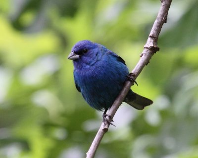 M. Indigo Bunting 001