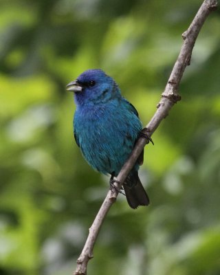 M. Indigo Bunting 002