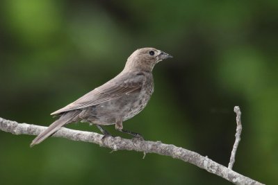 F. Brown-headed Cowbird 001
