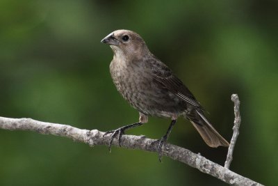 F. Brown-headed Cowbird 002