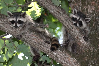 Mammals