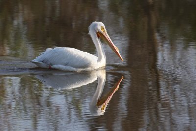 American White Pelican 005