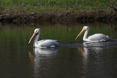 American White Pelican 008