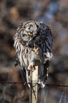 Barred Owl 002