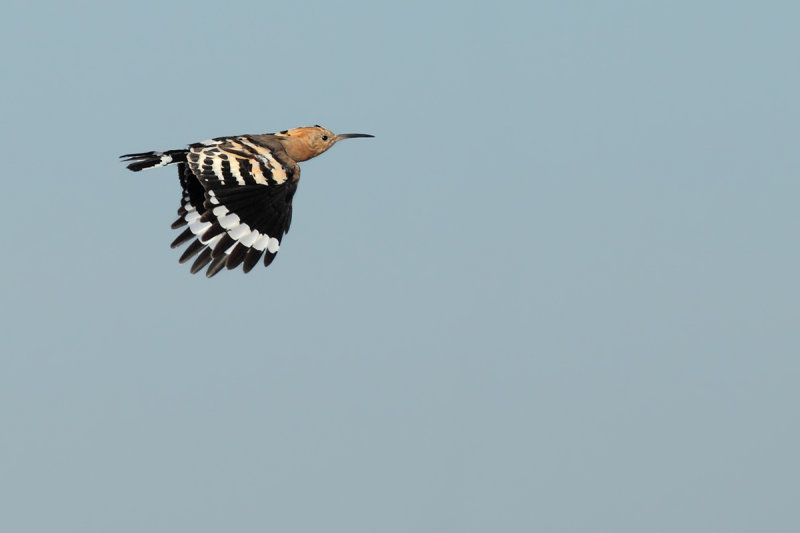 Hoopoe - ( Upupa epops)