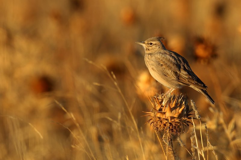 Thekla Lark (Galerida theklae)