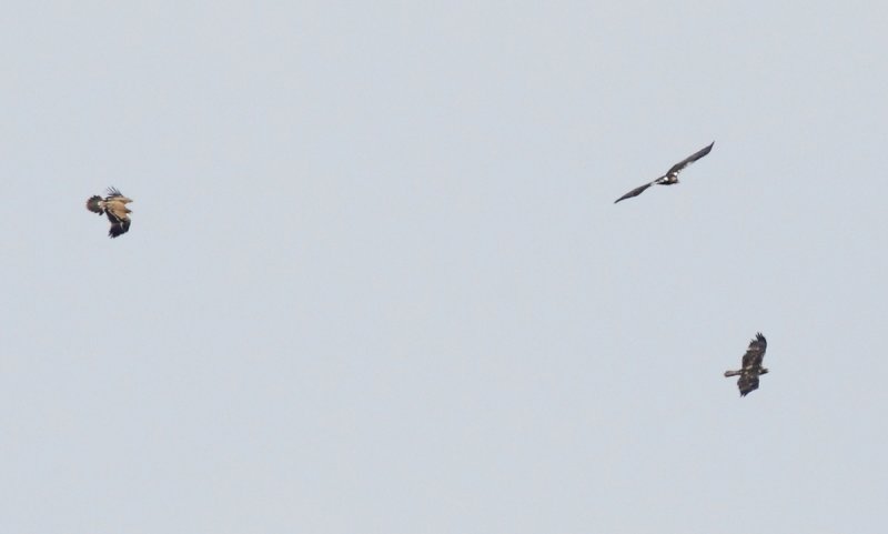 Spanish Imperial Eagle (Aquila adalberti)